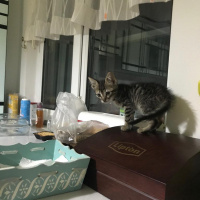 Tekir Kedi, Kedi  Ceku fotoğrafı