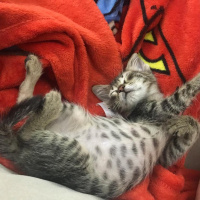 Tekir Kedi, Kedi  Ceku fotoğrafı
