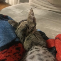Tekir Kedi, Kedi  Ceku fotoğrafı