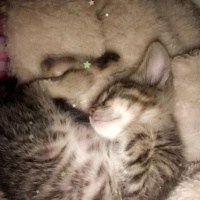Tekir Kedi, Kedi  Ceku fotoğrafı