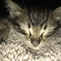 Tekir Kedi, Kedi  Ceku fotoğrafı