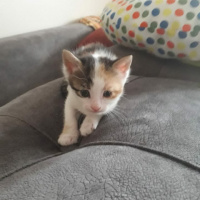 Tekir Kedi, Kedi  Lucy fotoğrafı