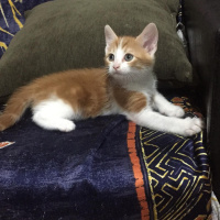 Tekir Kedi, Kedi  şeftali fotoğrafı