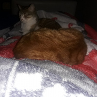 Tekir Kedi, Kedi  Zilli fotoğrafı