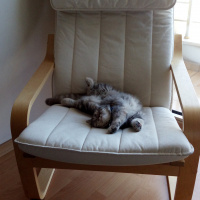 British Shorthair, Kedi  Nina fotoğrafı
