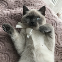 British Shorthair, Kedi  Pamuk fotoğrafı