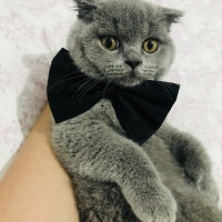 British Shorthair, Kedi  Pamuk fotoğrafı