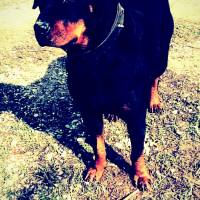 Rottweiler, Köpek  BeTy fotoğrafı