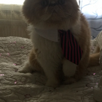 İran Kedisi (Persian), Kedi  Tarçın fotoğrafı