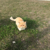 İran Kedisi (Persian), Kedi  Tarçın fotoğrafı