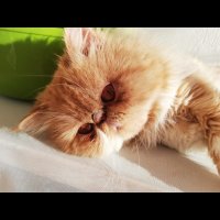 İran Kedisi (Persian), Kedi  Tarçın fotoğrafı