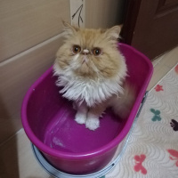 İran Kedisi (Persian), Kedi  Tarçın fotoğrafı