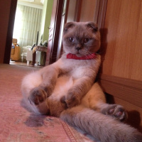 Scottish Fold, Kedi  Ponpon fotoğrafı