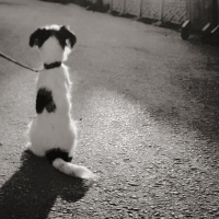 Jack Russell Terrier, Köpek  Pooper fotoğrafı