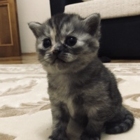 British Shorthair, Kedi  Ruby fotoğrafı