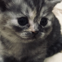 British Shorthair, Kedi  Ruby fotoğrafı