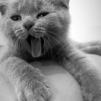 Scottish Fold, Kedi  Pasha fotoğrafı