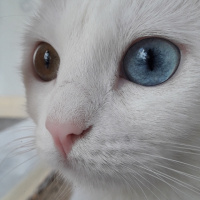 Tekir Kedi, Kedi  Minnoş fotoğrafı