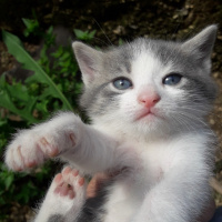 Tekir Kedi, Kedi  Minnoş fotoğrafı