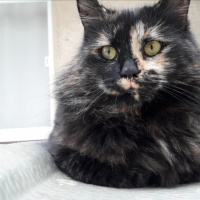 Tekir Kedi, Kedi  Minnoş fotoğrafı