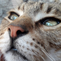 Tekir Kedi, Kedi  Minnoş fotoğrafı