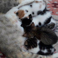 Tekir Kedi, Kedi  Minnoş fotoğrafı
