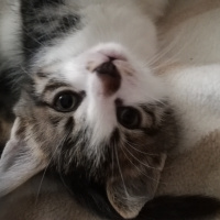 Tekir Kedi, Kedi  Tüylüş fotoğrafı