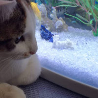 Tekir Kedi, Kedi  Tüylüş fotoğrafı