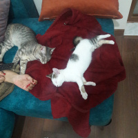 Tekir Kedi, Kedi  Arya fotoğrafı