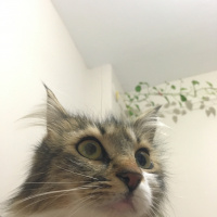 Tekir Kedi, Kedi  Asami fotoğrafı