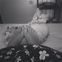 Chinchilla, Kedi  Pati fotoğrafı