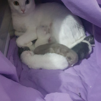 Ankara Kedisi, Kedi  Sütlaç fotoğrafı