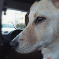 Golden Retriever, Köpek  Leydi fotoğrafı