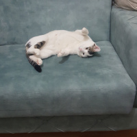 Tekir Kedi, Kedi  Pamuk fotoğrafı