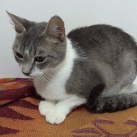 Brazilian Shorthair, Kedi  Marie-ay parçası  fotoğrafı