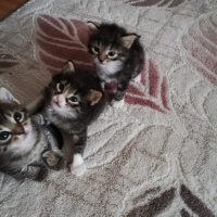 Tekir Kedi, Kedi  Mırmır fotoğrafı
