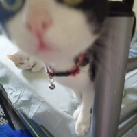Tuxedo (Smokin) Kedi, Kedi  Mia fotoğrafı