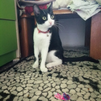 Tuxedo (Smokin) Kedi, Kedi  Mia fotoğrafı