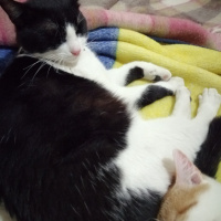 Tuxedo (Smokin) Kedi, Kedi  Mia fotoğrafı