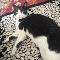 Tuxedo (Smokin) Kedi, Kedi  Mia fotoğrafı