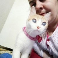 Sarman, Kedi  Şanslı fotoğrafı