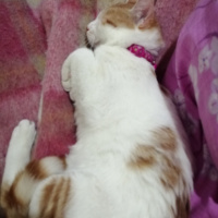 Sarman, Kedi  Şanslı fotoğrafı