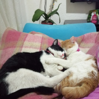 Sarman, Kedi  Şanslı fotoğrafı