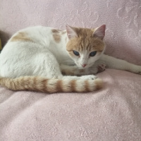 Sarman, Kedi  Şanslı fotoğrafı