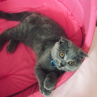 Scottish Fold, Kedi  Mia fotoğrafı
