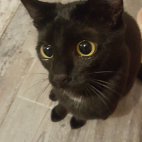 Bombay, Kedi  Gölge fotoğrafı