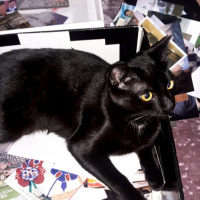 Bombay, Kedi  Gölge fotoğrafı