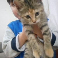 Tekir Kedi, Kedi  Mia çok acil ömürlük yuva araniyor fotoğrafı