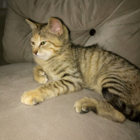 Tekir Kedi, Kedi  Mia çok acil ömürlük yuva araniyor fotoğrafı
