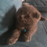 Scottish Fold, Kedi  Zeus fotoğrafı